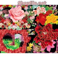 Vector sắc màu rực rỡ của hoa cúc