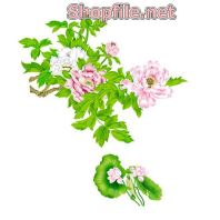 Vector hoa phong lan rừng