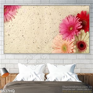 Tranh hoa đồng tiền đẹp