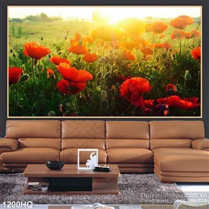 Tranh hoa Colico trang trí đẹp