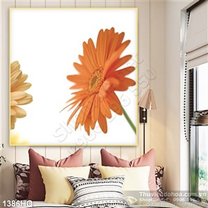 Tranh hoa đồng tiền đẹp