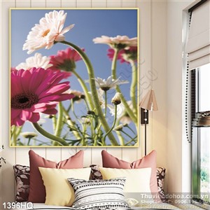 Tranh hoa đồng tiền đẹp