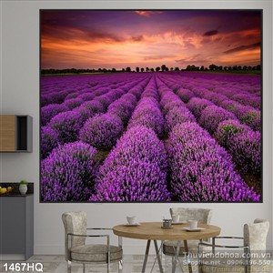 Tranh hoa oải hương trang trí phòng khách