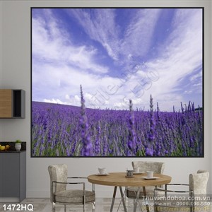 Tranh hoa oải hương đẹp