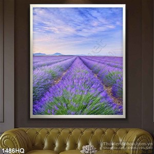 Tranh hoa oải hương đẹp