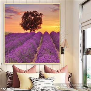 Tranh hoa cánh đồng hoa oải hương