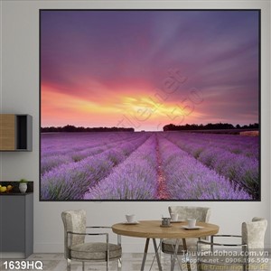 Tranh cánh đồng hoa màu tím treo tường nghệ thuật
