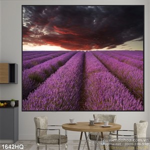 Tranh hoa oải hương màu tím đẹp