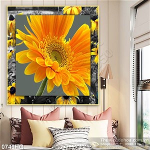 Tranh hoa đồng tiền đẹp