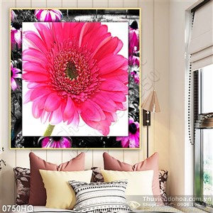 Tranh hoa đồng tiền đẹp