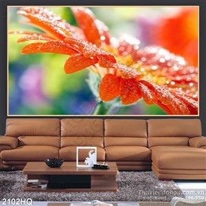 Tranh hoa đồng tiền đẹp