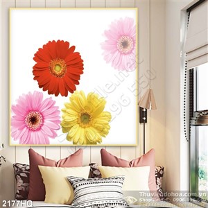 Tranh hoa đồng tiền đẹp độc đáo