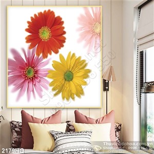 Tranh hoa đồng tiền trang trí phòng khách