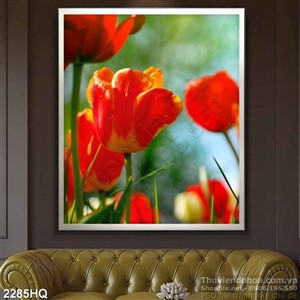 Tranh hoa Tulip trang trí phòng khách