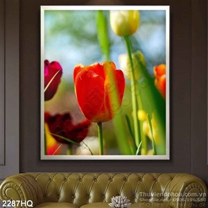 Tranh hoa tulip đẹp dộc đáo