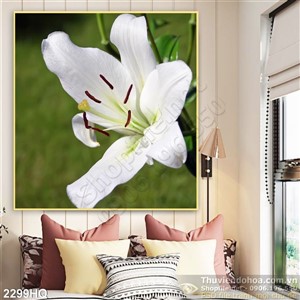 Tranh hoa Ly đẹp độc đáo