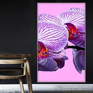 Tranh hoa Lan trang trí treo tường đẹp