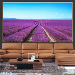 Tranh cánh đồng hoa Lavender trang trí tường