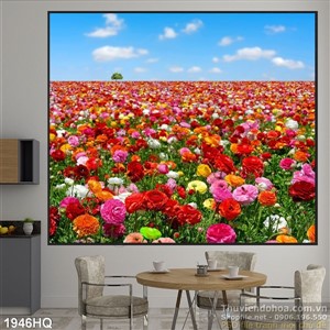 Tranh hoa tulip Châu Âu đẹp