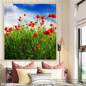 Tranh cánh đồng hoa Colico đẹp