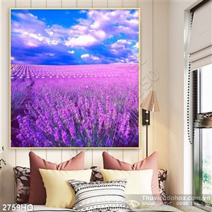 Tranh hoa Lavender trang trí phòng khách