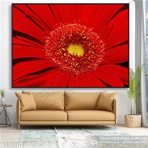 Tranh hoa đồng tiền đẹp hiện đại