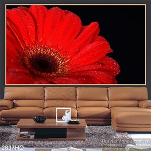 Tranh hoa đồng tiền nghệ thuật treo tường