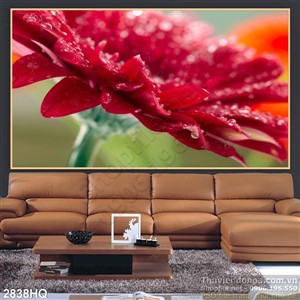 Tranh hoa đồng tiền trang trí treo tường