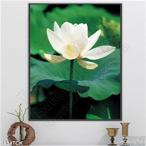 Tranh hoa sen trắng trong hồ Tranh hoa sen trắng trong hồ