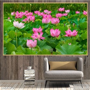 Tranh hoa sen hồng trong hồ Tranh hoa sen hồng trong hồ
