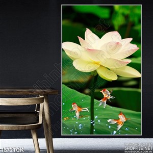 Cá Koi nhảy múa bên sen trắng Cá Koi nhảy múa bên sen trắng