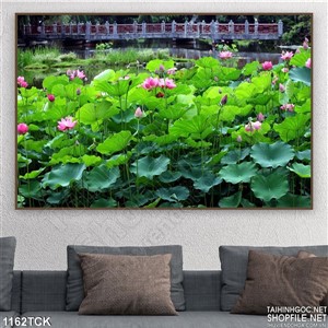 Tranh hoa sen trên hồ Tranh hoa sen trên hồ