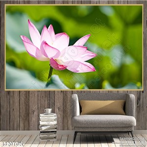 Tranh bông sen hồng Tranh bông sen hồng
