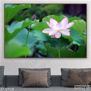 Tranh hoa sen hồng psd Tranh hoa sen hồng psd