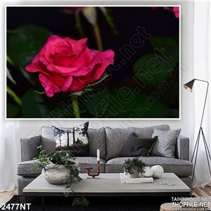 Tranh bông hồng nhung chớm nở in uv