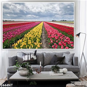 Tranh cánh đồng bạt ngàn hoa tulip