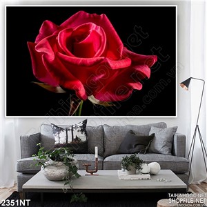 Tranh bông hồng đỏ trong màn đêm