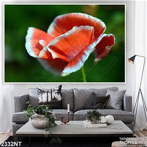 Tranh cánh hoa cam trắng xinh đẹp