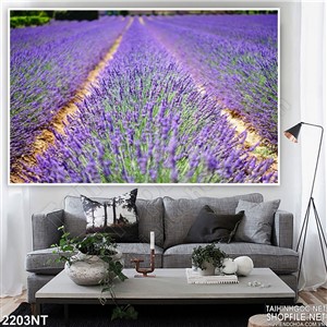 Tranh cánh đồng hoa tím mộng mơ