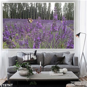 Tranh cánh bướm trên cánh đồng hoa tím