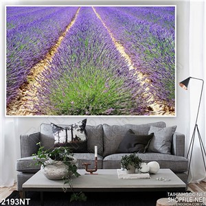 Tranh những luống hoa tím