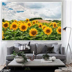 Tranh hướng dương trên đồi in uv