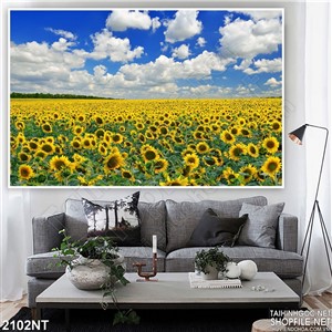 Tranh mây trắng trên đồng hướng dương