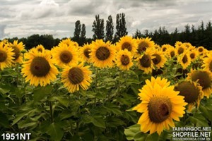 Tranh hoa mặt trời buổi xé chiều