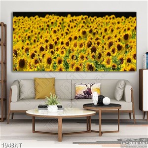 Tranh đồng hướng dương chen chúc