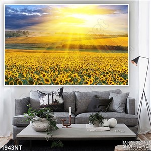 Tranh bình minh trên cánh đồng hoa