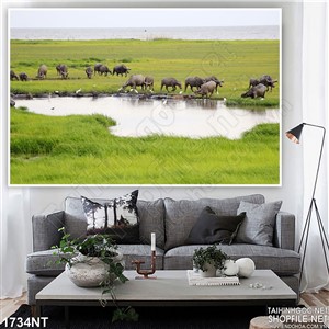 Tranh đàn trâu gặm cỏ