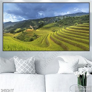 Tranh cánh đồng lúa xanh trên đồi cao