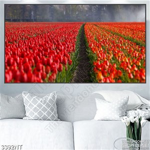 Tranh cánh đồng hoa tulip đỏ mờ sương