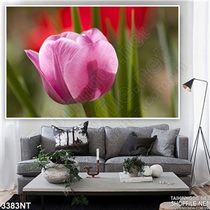 Tranh bông hoa tulip cánh hồng phai